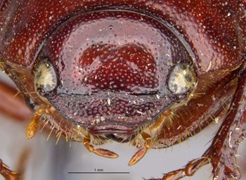 Media type: image;   Entomology 24824 Aspect: head frontal view